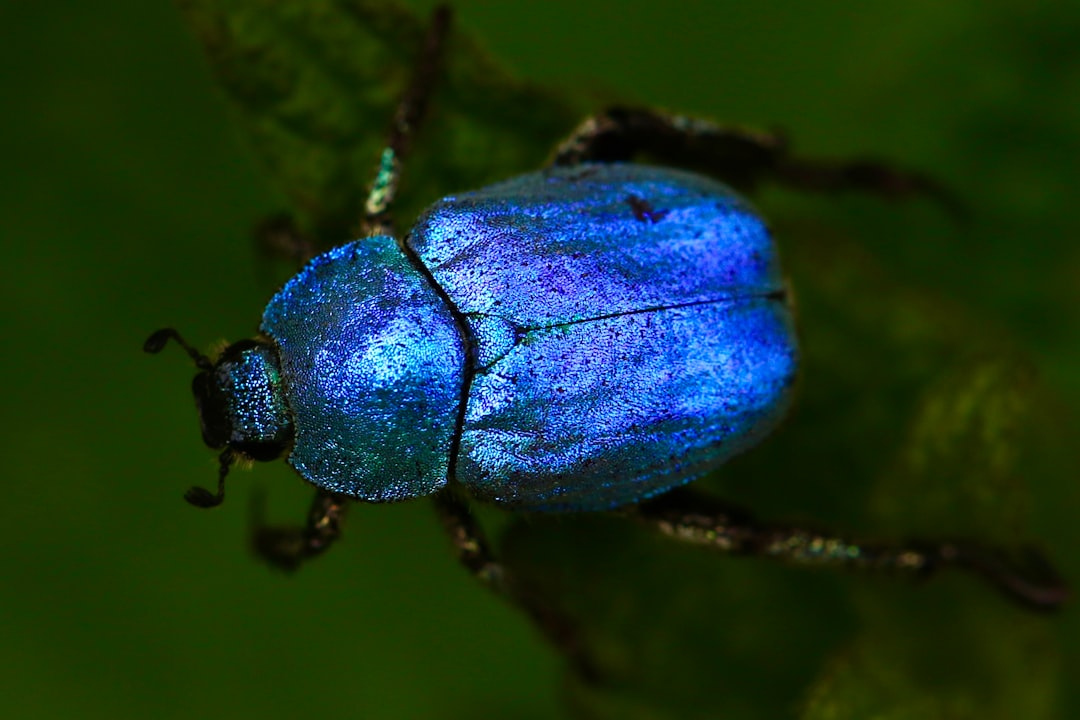 Photo Bug zapper