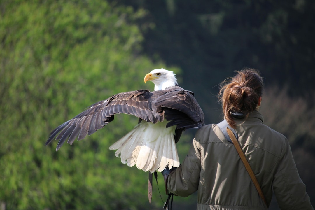 Photo Haoqi Eagle